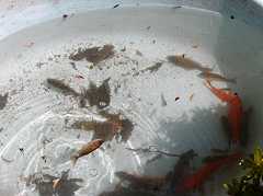 �N���[������