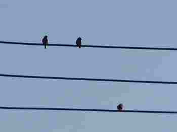 �ǂ�Ǐ���T