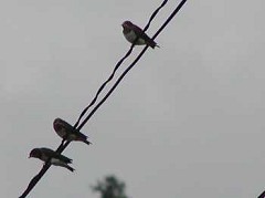 �c�o���̊ώ@�P�P