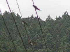 �c�o���̊ώ@�P�V