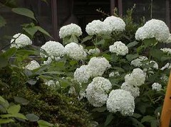 �c�o���̊ώ@�P�W