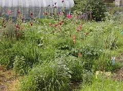 �c�o���̊ώ@�P�U