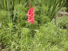 �c�o���̊ώ@�P�V