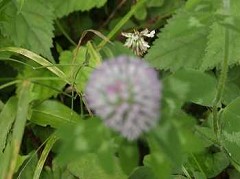 �c�o���̊ώ@�P�W