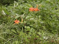 �c�o���̊ώ@�R