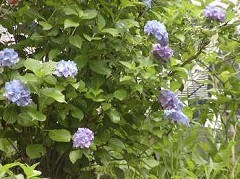 �c�o���̊ώ@�S