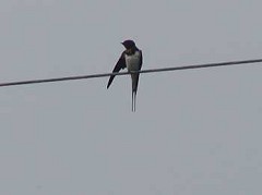 �c�o���̊ώ@�U