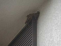 �c�o���̊ώ@�X