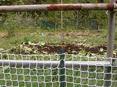 ���̂����R