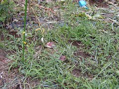 ���̂����T