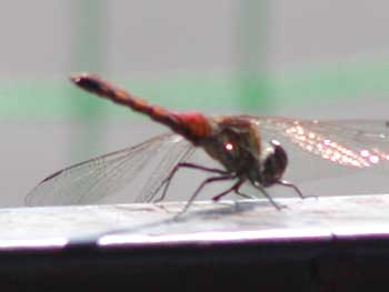 �S���t�P�S