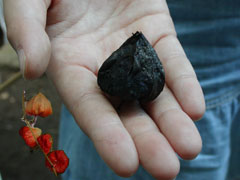 �ԒY�E�|�Y����