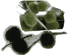 �ԒY�E�|�Y����